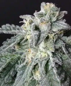 A-10 Feminized Cannabis Seeds | A-10 Feminized Strain | The Seed Fair