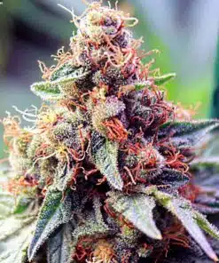 Ace of Spades Feminized Cannabis Seeds | Ace Of Spades Strain | The Seed Fair