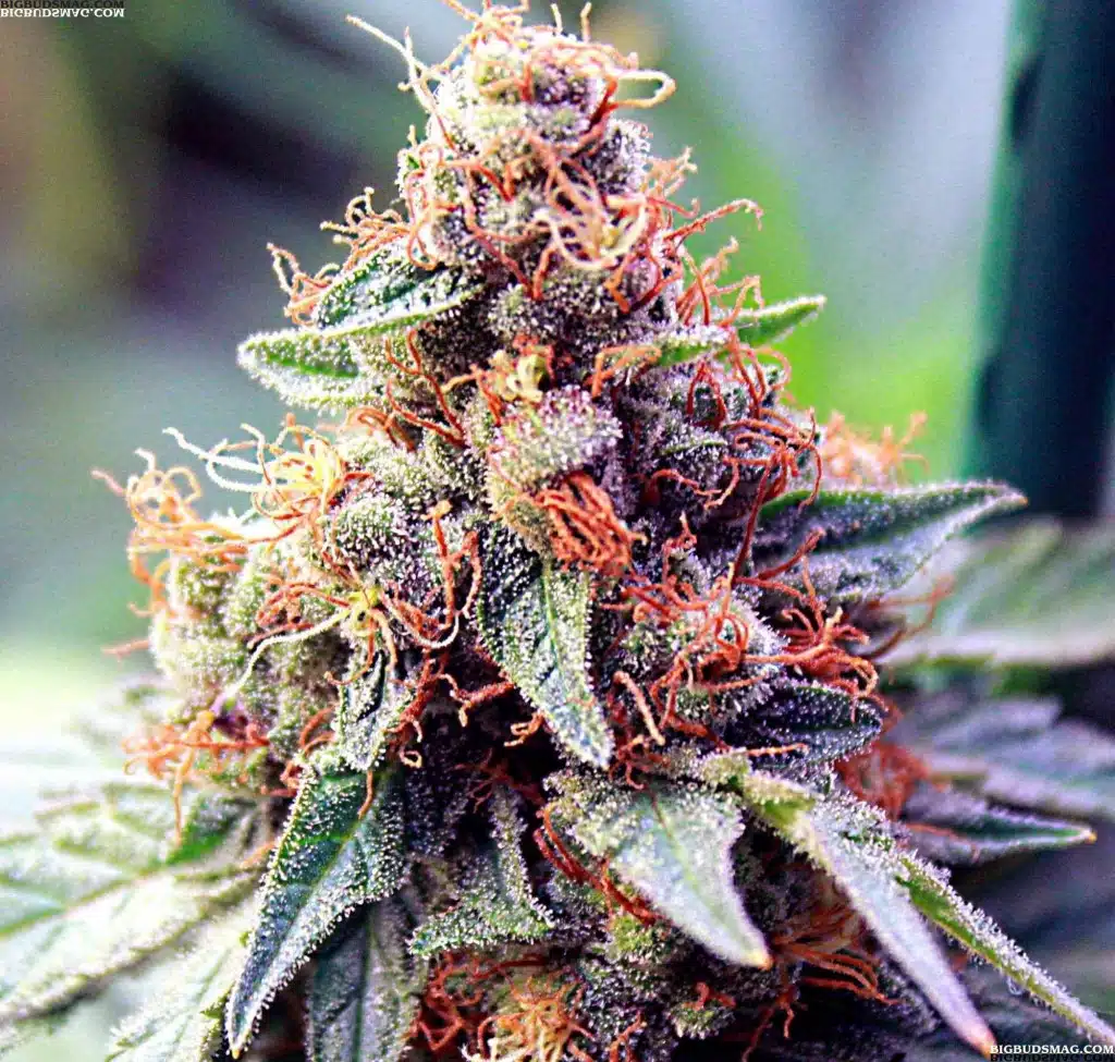 Ace of Spades Feminized Cannabis Seeds | Ace Of Spades Strain | The Seed Fair