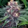 Cherry AK-47 Feminized Cannabis Seeds | Cherry AK-47 Strain | The Seed Fair
