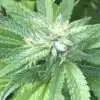 Ace Killer OG Feminized Cannabis Seeds | Ace Killer Strain | The Seed Fair