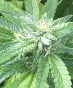 Ace Killer OG Feminized Cannabis Seeds | Ace Killer Strain | The Seed Fair