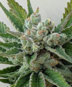 Afwreck Feminized Cannabis Seeds | Afwreck Feminized Strain | The Seed Fair