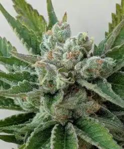Afwreck Feminized Cannabis Seeds | Afwreck Feminized Strain | The Seed Fair