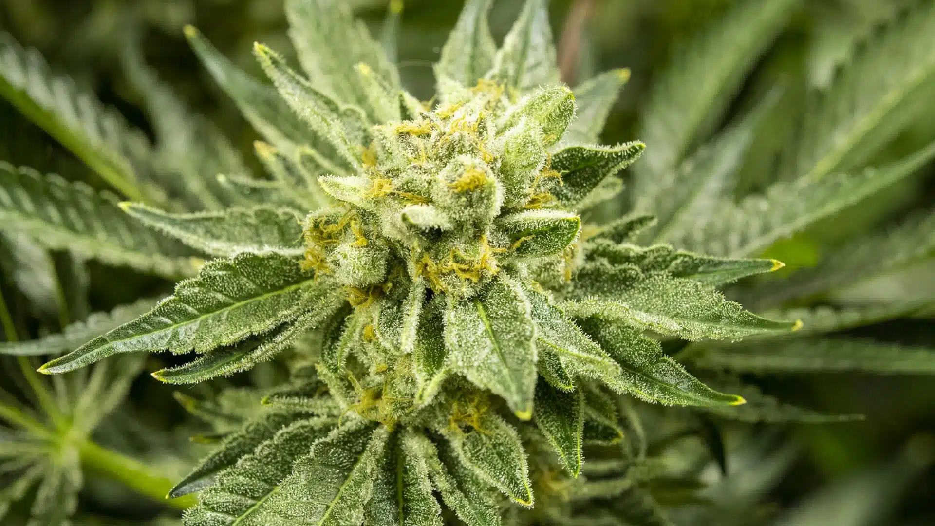 Alaskan Ice Feminized Cannabis Seeds | Alaskan Ice Strain | The Seed Fair