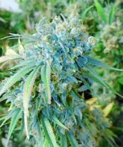 Alaskan Thunder Fuck Feminized Cannabis Seeds | Alaskan Thunder | The Seed Fair