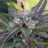 Alchemy Feminized Cannabis Seeds | Alchemy Feminized Strain | The Seed Fair
