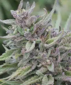 Alice in Wonderland Feminized Cannabis Seeds | Alice In Wonderland | The Seed Fair