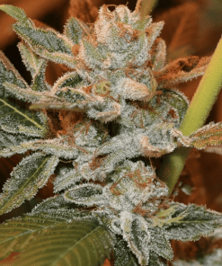 Alien Kush Feminized Cannabis Seeds | Alien Kush Strain | The Seed Fair