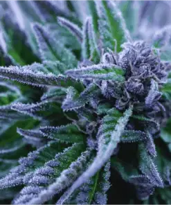 Alpha Blue Feminized Cannabis Seeds | Alpha Blue Strain | The Seed Fair