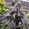Ambrosia Feminized Cannabis Seeds | Ambrosia Feminized Strain | The Seed Fair