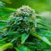 Americano Feminized Cannabis Seeds | Americano Feminized Strain | The Seed Fair
