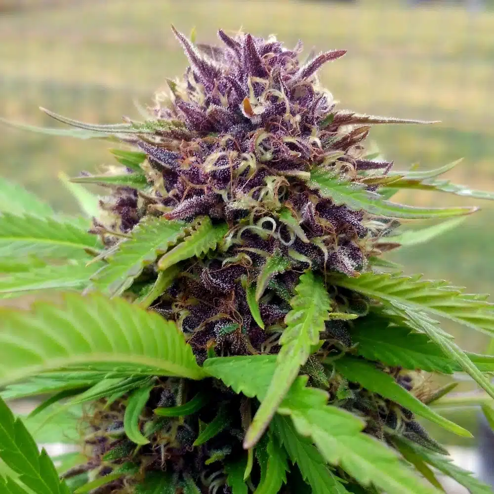 Amethyst Feminized Cannabis Seeds | Amethyst Feminized Strain | The Seed Fair
