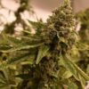 Ancient Kush Feminized Cannabis Seeds | Ancient Kush Strain | The Seed Fair