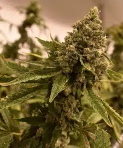Ancient Kush Feminized Cannabis Seeds | Ancient Kush Strain | The Seed Fair