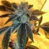Angel OG Feminized Cannabis Seeds | Angel OG Strain | The Seed Fair