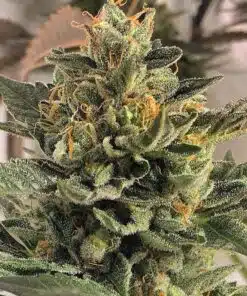 Anonymous OG Feminized Cannabis Seeds | Anonymous OG Strain | The Seed Fair