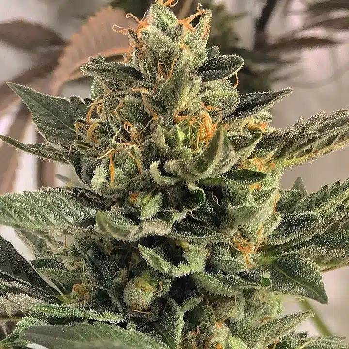 Anonymous OG Feminized Cannabis Seeds | Anonymous OG Strain | The Seed Fair