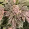 Ape Shit Feminized Cannabis Seeds | Ape Shit Strain | The Seed Fair