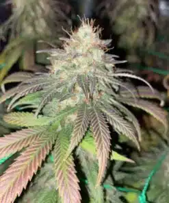 Atomic Northern Lights Feminized Cannabis Seeds | Atomic Strain | The Seed Fair