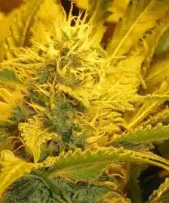 Avalon Feminized Cannabis Seeds | Avalon Feminized Strain | The Seed Fair