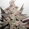 Banana Candy Feminized Cannabis Seeds | Banana Candy Strain | The Seed Fair