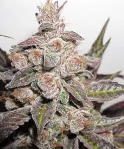 Banana Candy Feminized Cannabis Seeds | Banana Candy Strain | The Seed Fair