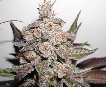 Banana Candy Feminized Cannabis Seeds | Banana Candy Strain | The Seed Fair