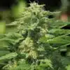 Banana Diesel Feminized Cannabis Seeds | Banana Diesel Strain | The Seed Fair