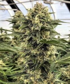 Black Betty Feminized Cannabis Seeds | Black Betty Strain | The Seed Fair