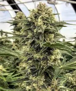 Black Betty Feminized Cannabis Seeds | Black Betty Strain | The Seed Fair
