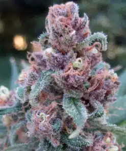 Black Cherry Soda Feminized Cannabis Seeds | Black Cherry Strain | The Seed Fair