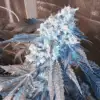 Blue Crack Feminized Cannabis Seeds | Blue Crack Strain | The Seed Fair