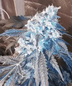 Blue Crack Feminized Cannabis Seeds | Blue Crack Strain | The Seed Fair