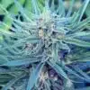 Blue Hawaiian Feminized Cannabis Seeds | Blue Hawaiian Strain | The Seed Fair