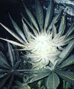 Blue Heron Feminized Cannabis Seeds | Blue Heron Strain | The Seed Fair