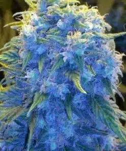 Blue Monster Feminized Cannabis Seeds | Blue Monster Strain | The Seed Fair