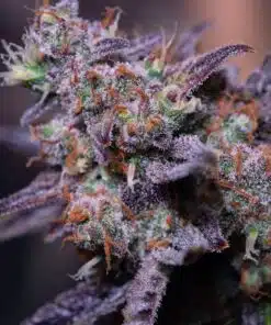 Blue Moon Rocks Feminized Cannabis Seeds | Blue Moon Strain | The Seed Fair