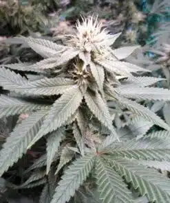 Blue Persuasion Feminized Cannabis Seeds | Blue Persuasion Strain | The Seed Fair