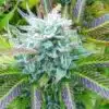 Blue Zkittlez Feminized Cannabis Seeds | Blue Zkittlez Strain | The Seed Fair