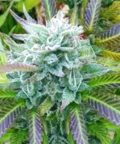 Blue Zkittlez Feminized Cannabis Seeds | Blue Zkittlez Strain | The Seed Fair