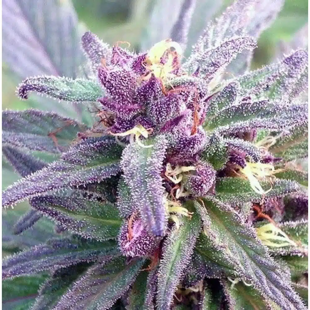 Blueberry Yum Yum Feminized Cannabis Seeds | Blueberry Yum Strain | The Seed Fair