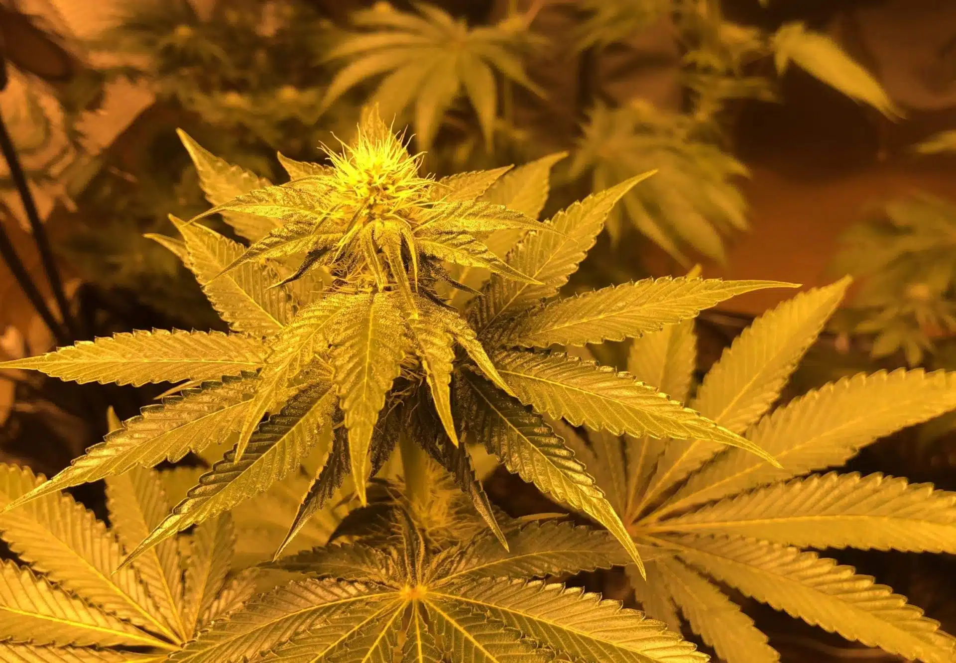 Brand X Feminized Seeds | Brand X Strain | The Seed Fair