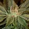Bubba Tom Hayes Feminized Seeds | Bubba Tom Hayes Strain | The Seed Fair