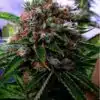 Buddha’s Sister Feminized Cannabis Seeds | Buddha's Sister Strain | The Seed Fair