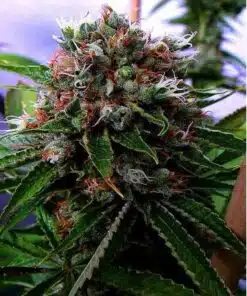 Buddha’s Sister Feminized Cannabis Seeds | Buddha's Sister Strain | The Seed Fair