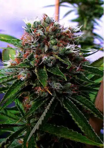 Buddha’s Sister Feminized Cannabis Seeds | Buddha's Sister Strain | The Seed Fair