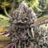 Butter OG Feminized Cannabis Seeds | Butter OG Strain | The Seed Fair
