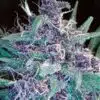 C4 Feminized Cannabis Seeds | C4 Feminized Strain | The Seed Fair