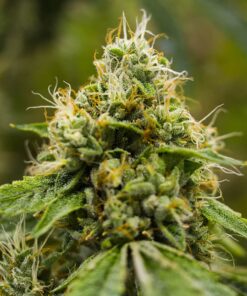 California Love Feminized Cannabis Seeds | California Love Strain | The Seed Fair
